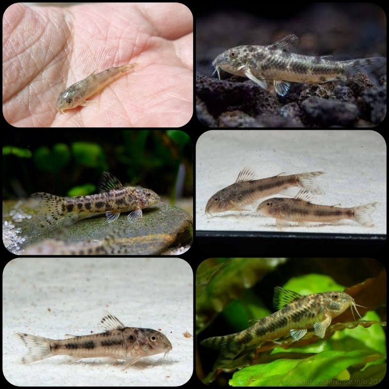 ikan aspidoras spilotus dwarf catfish untuk aquarium dan aquascape