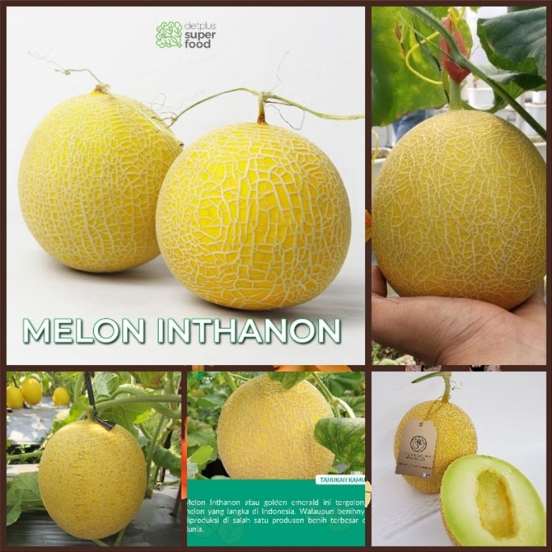 6 BUTIR BIJI/BENIH MELON INTHANON GOLDEN EMERALD SWEET