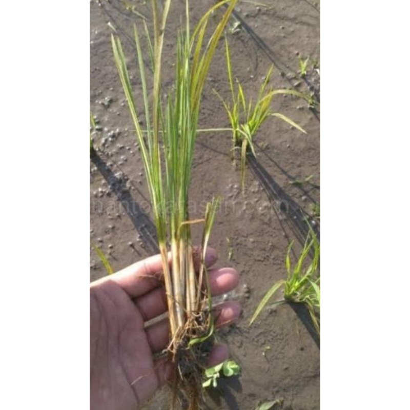 Bibit padi bahan praktikum 20 btg