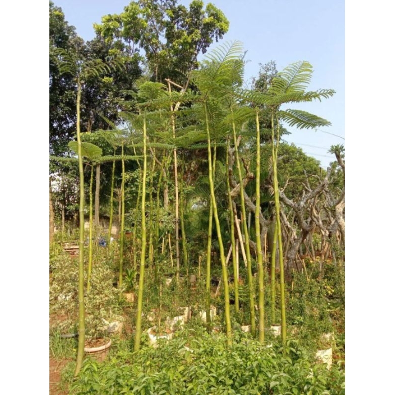 pohon solobium tinggi 3 meter