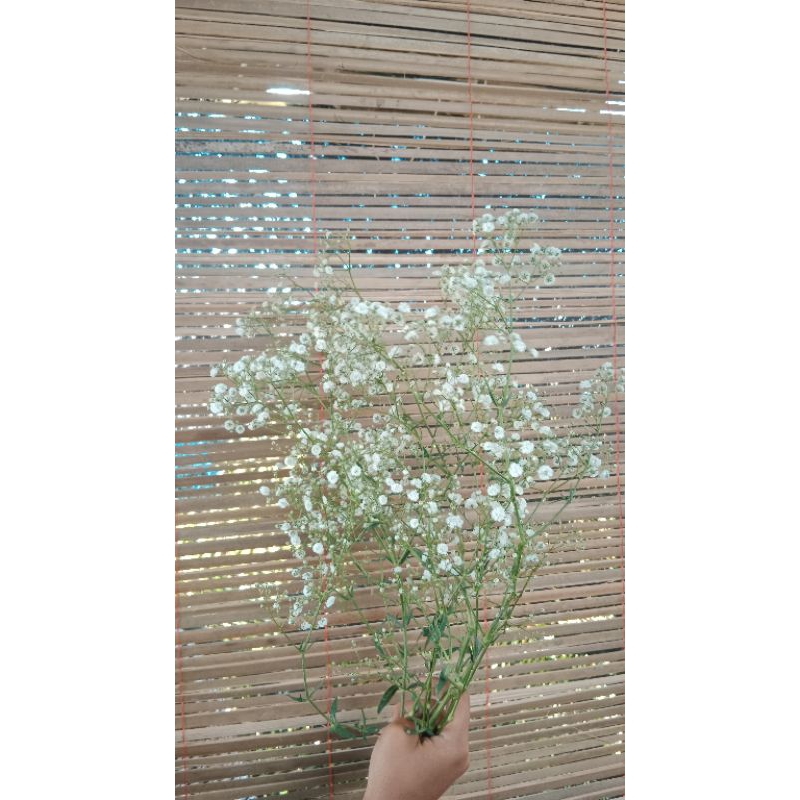 bunga beby breath potong bunga segar ( BUKAN BUNGA PALSU)