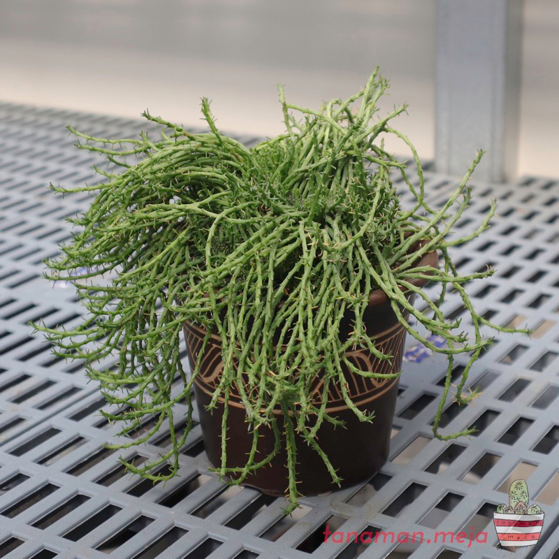 Euphorbia Medusa Cristata