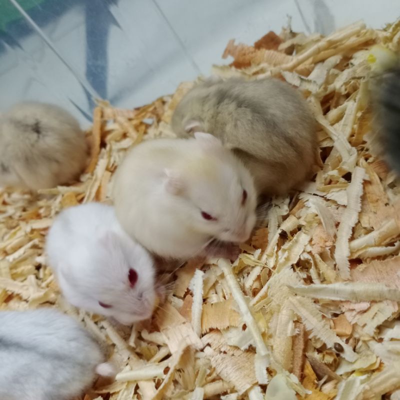 Hamster Winter White Sehat Jinak Lucu Gembul (Garansi)