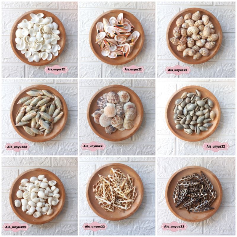 Bahan cangkang Kerang / cangkang kerang / cangkang kerang asli / bahan prakarya / bahan cangkang ker