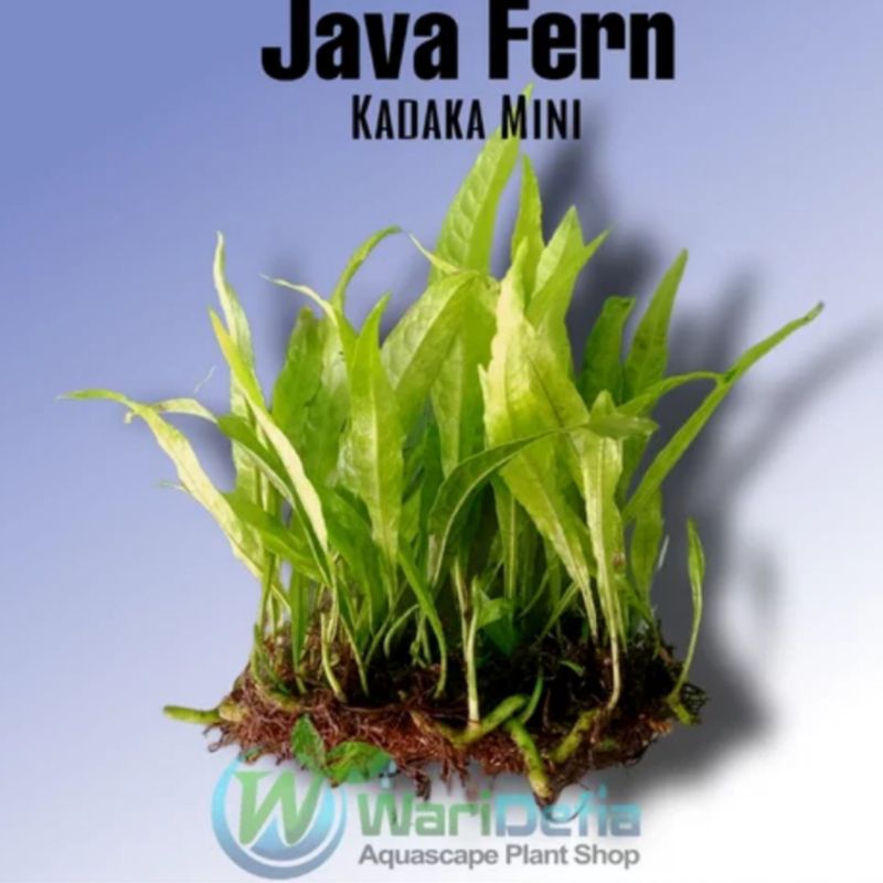 kadaka aquascape