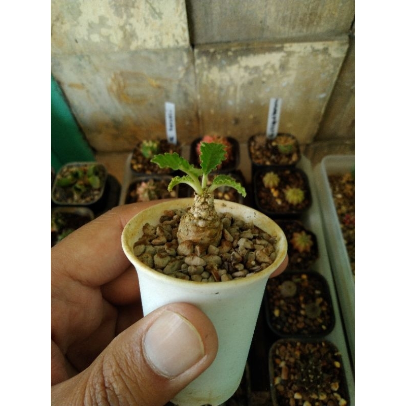 Dorstenia horwoodii hybrid