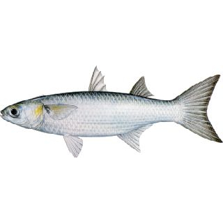 

Ikan Belanak Murah