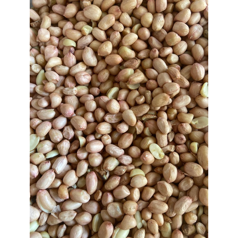 

Kacang brudul