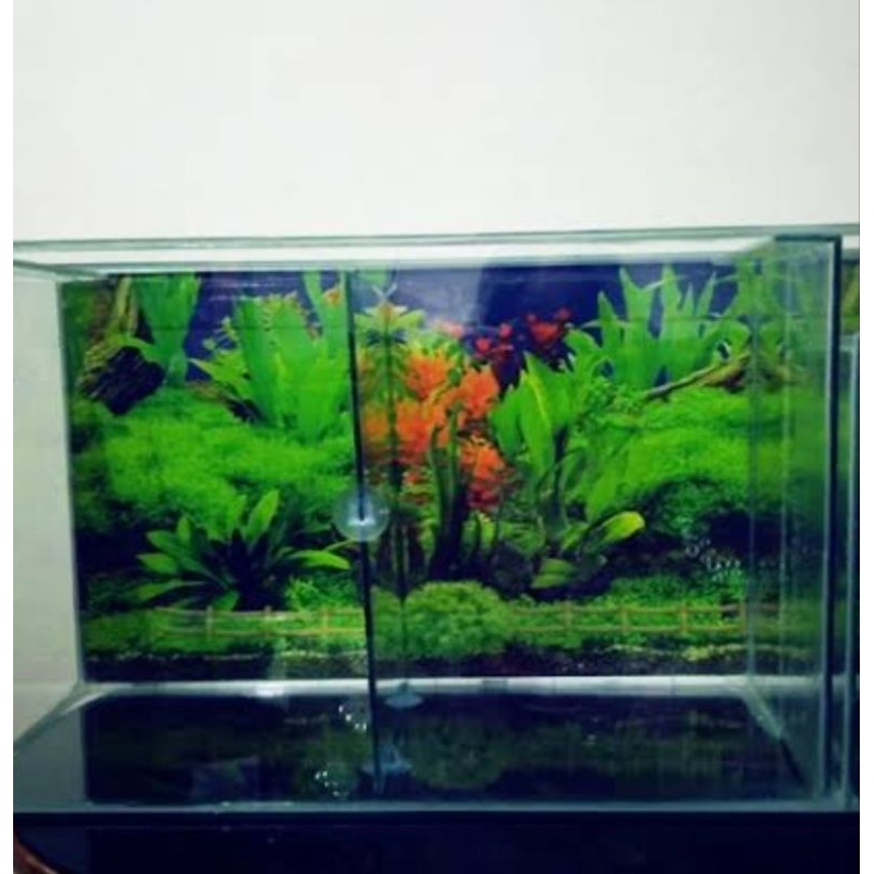 Kop Penempel Kaca Aquarium Elastis Putih Bening