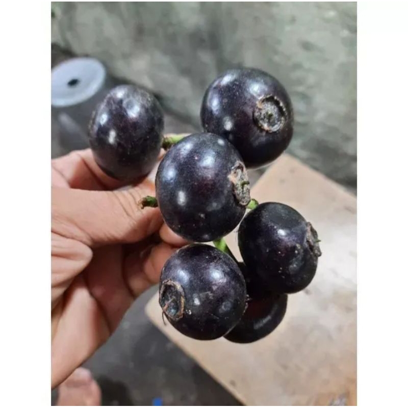 

Buah gowok 500 gram buah Kupa buah musiman buah ibu ngidam buah langka