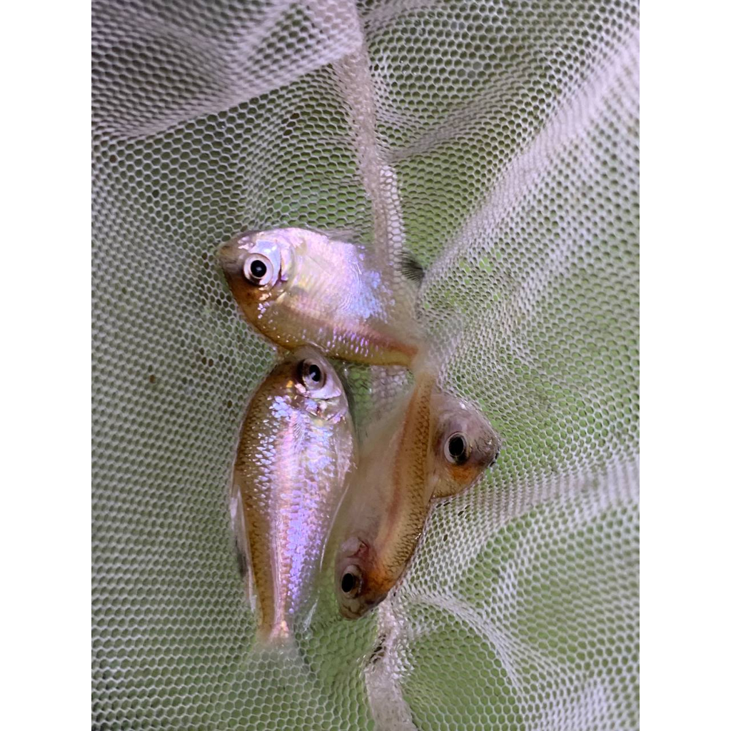 IKAN TETRA ALBINO