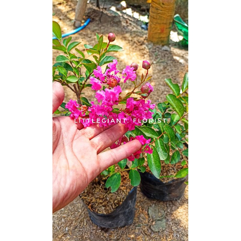 Bibit Tanaman Pohon Sakura Mini (sudah berbunga)