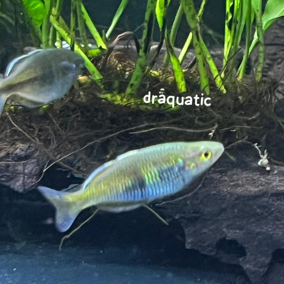Ikan Hias Rainbow bosemani | ikan hias aquarium aquascape