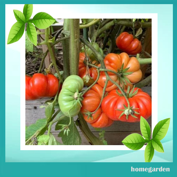 100 pcs Benih Tomat Mawar Benih Tanaman Tomat Mawar Bibit Biji Tomat Mawar