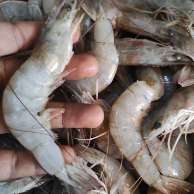 

udang besar segar pasar online makassar
