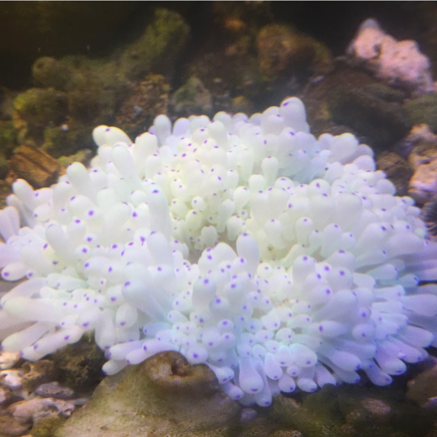 Anemon susu tip pink