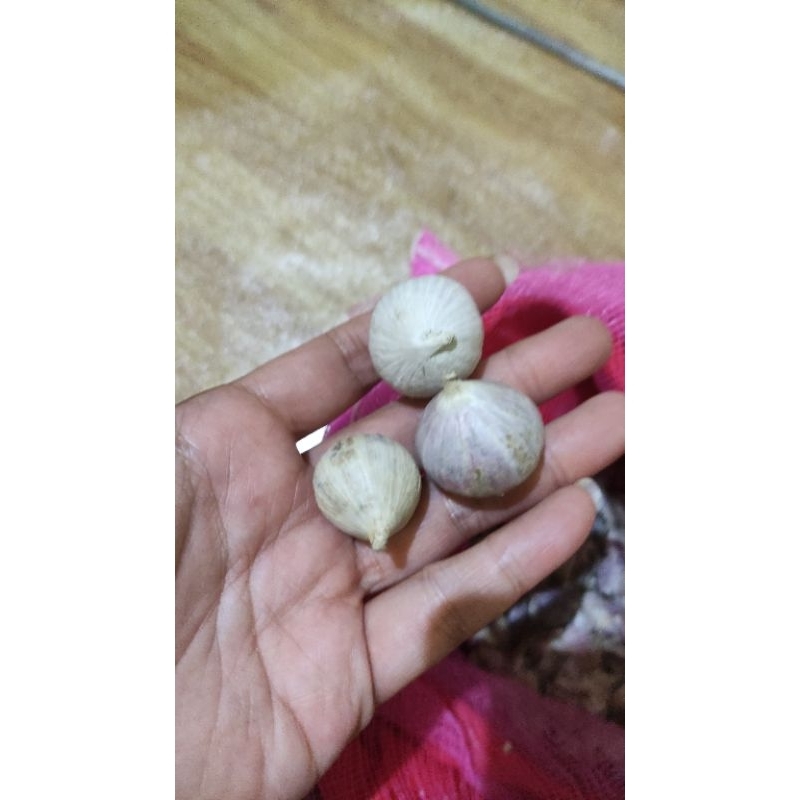 

bawang putih tunggal mentah