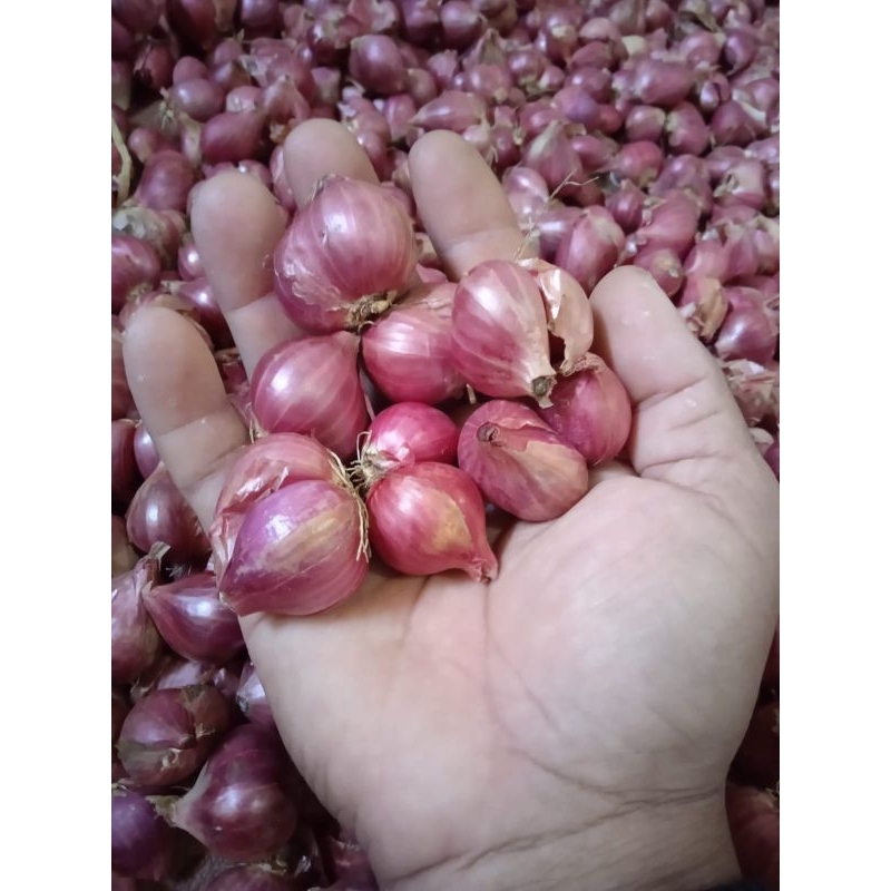 

bawang merah Probolinggo