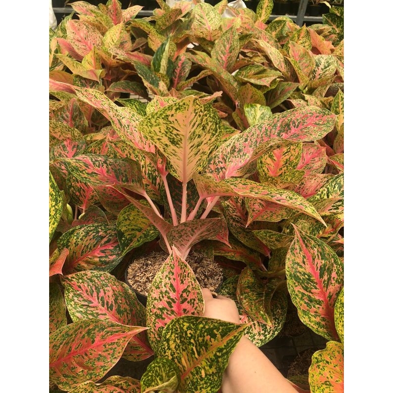 Aglaonema Striptease Merah