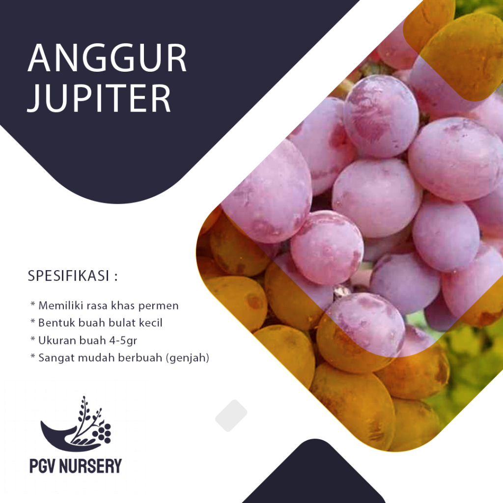 Bibit Anggur Import Jupiter grafting dan ownroot