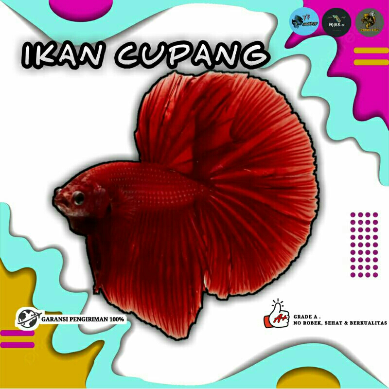 ikan hias cupang halfmoon super red size L