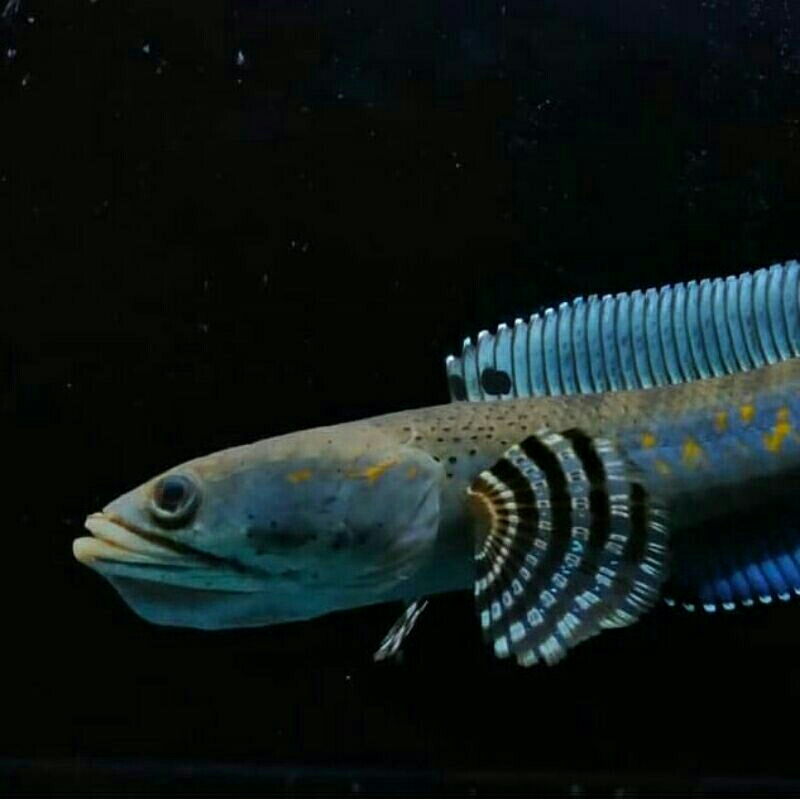 ikan hias aquarium Channa Blue Pulchra, Size 4-5 Cm