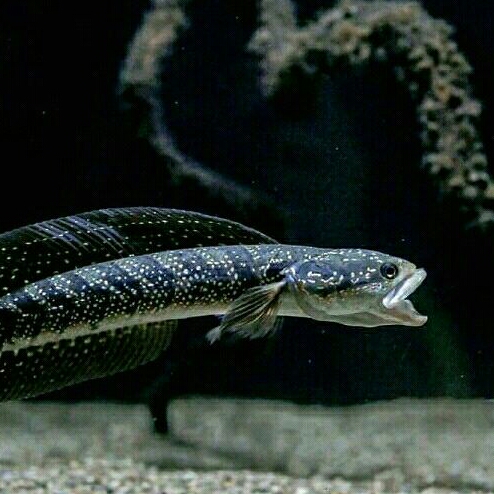 Channa Asiatica Size 9-10 Cm Aksesoris aquarium