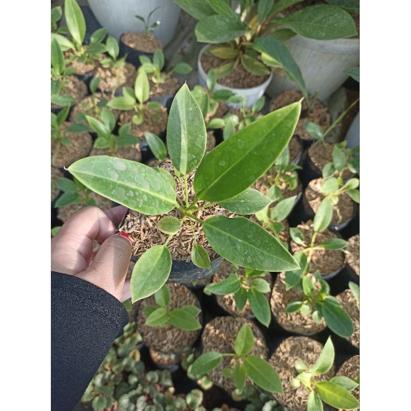 Anthurium Maricense / Anthurium 'Golok'