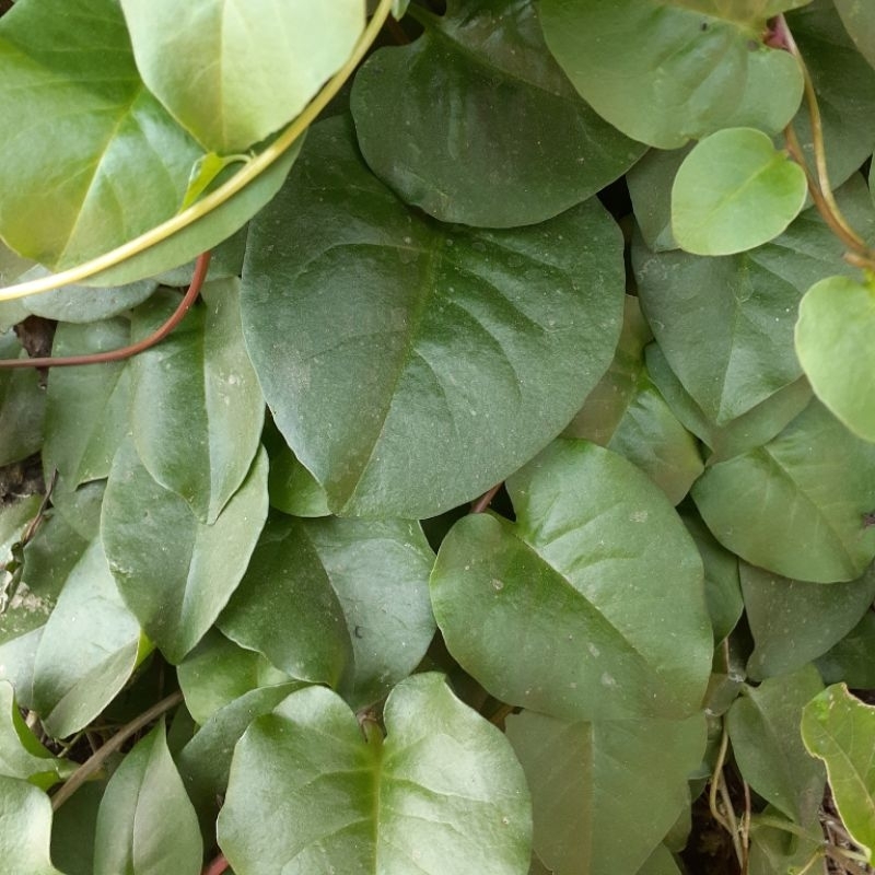 

DAUN BINAHONG SEGAR 2 gram