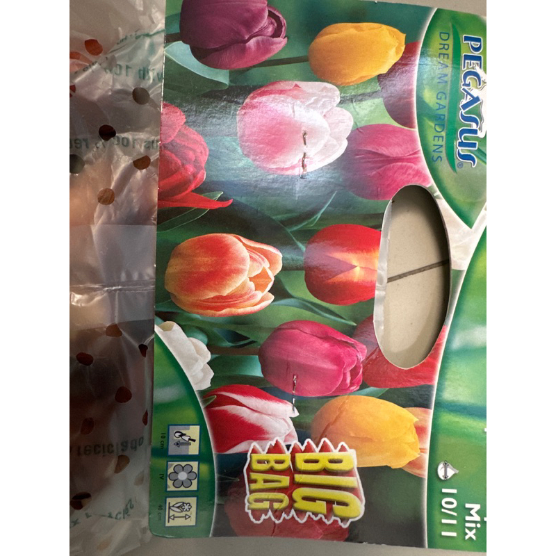Umbi Bunga Tulip ( bukan biji )