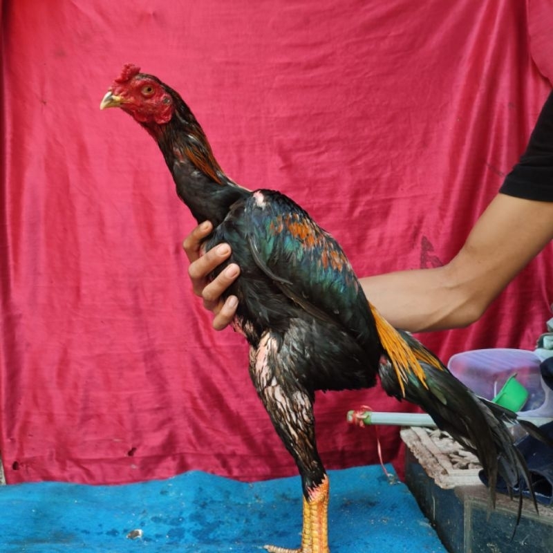 ayam bangkok wirkun/ wiring kuning