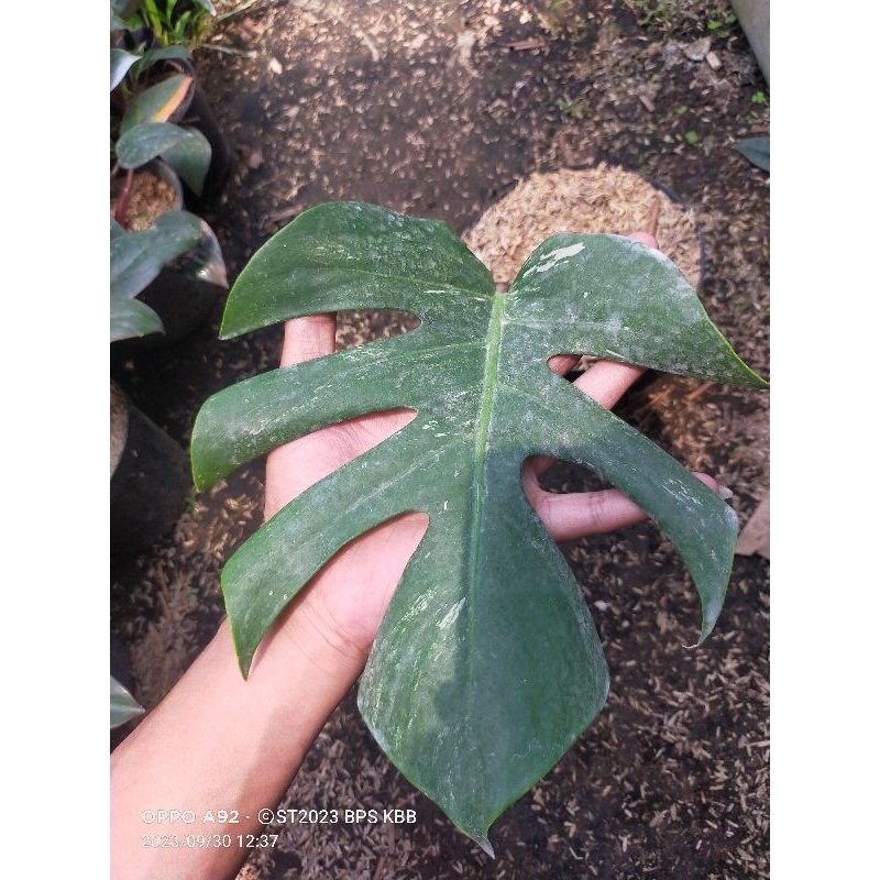 tanaman monstera varigata 1 daun pancing