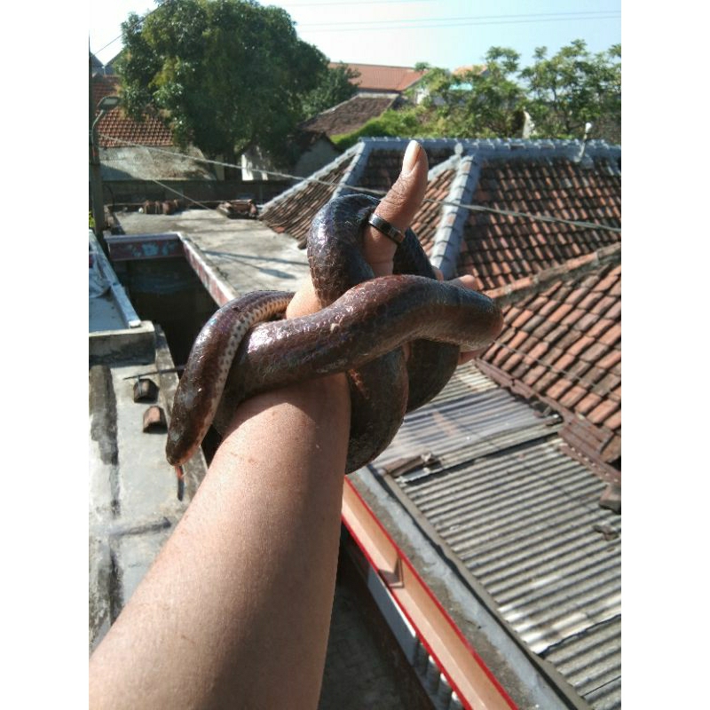 Aksesoris Kandang Ular Pelangi Jumbo