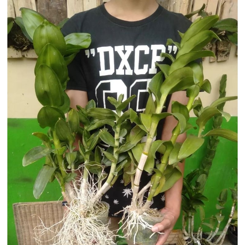 Anggrek Dendrobium Rimbun / Dendrobium Besar / Dendrobium Rimbun Termurah