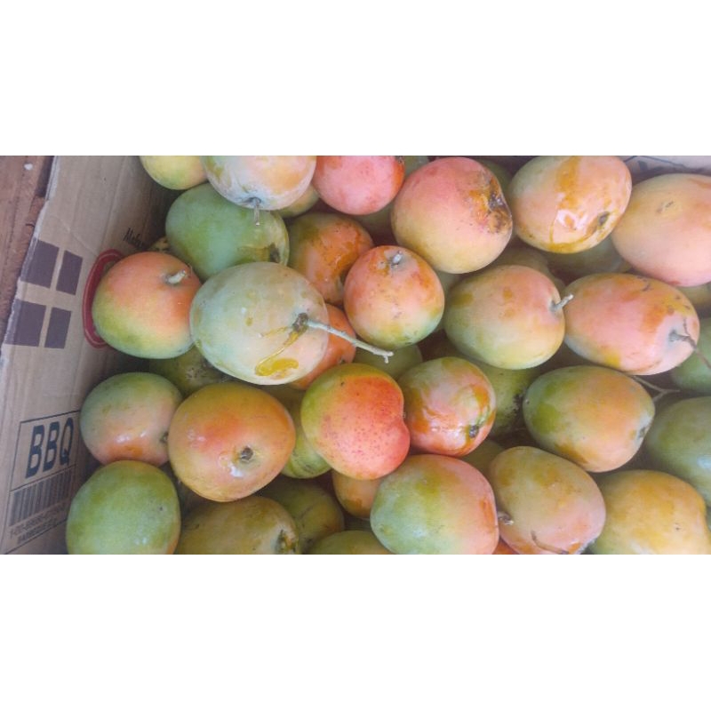 

mangga gedong 5 KILO GRAM gincu harga terjangkau