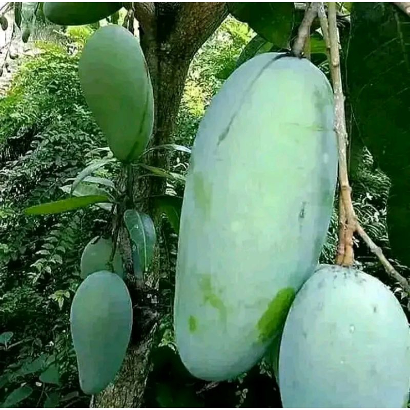 Bibit mangga mahatir okulasi