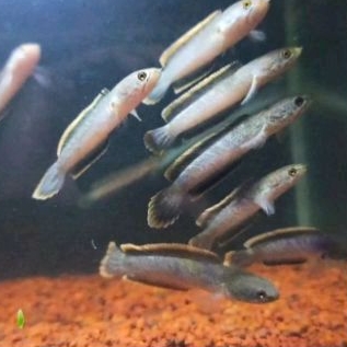 limbata lawu 7-8cm ,rim merah merona