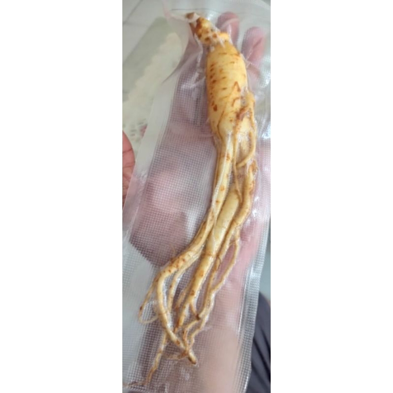 Gingseng merah korea