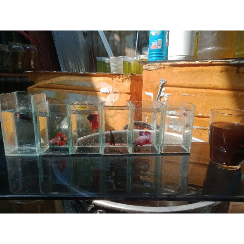 Soliter Kaca ikan Cupang