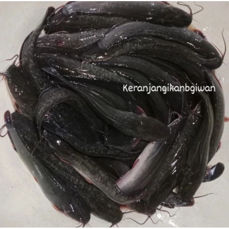 

Ikan lele hidup 1kg isi 6/7 free dibersihan gratis minyak goreng 1liter