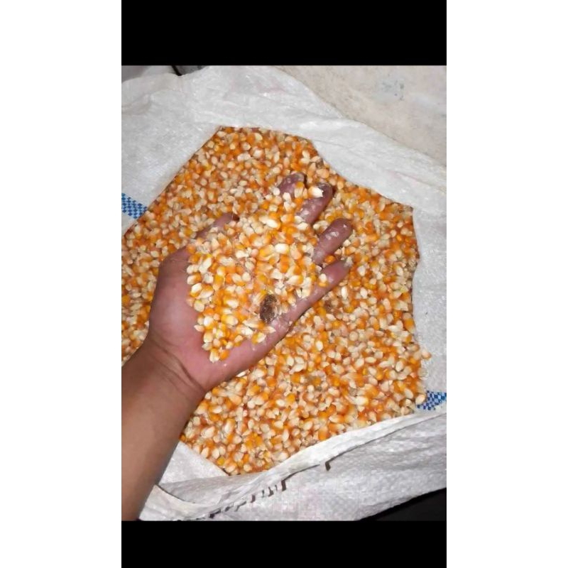 jagung kuning kering 1 kg