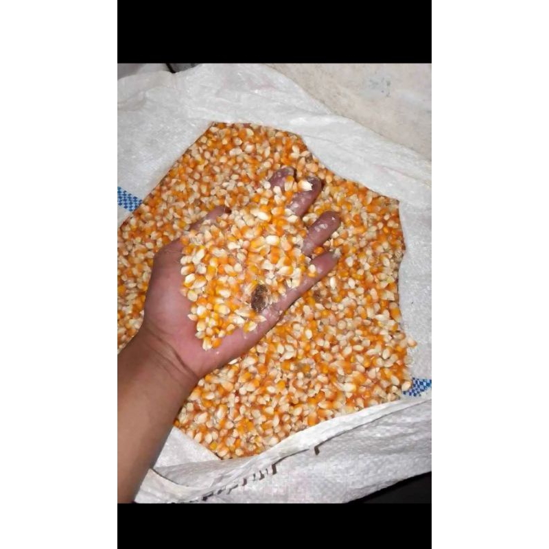 

jagung kuning kering 1 kg