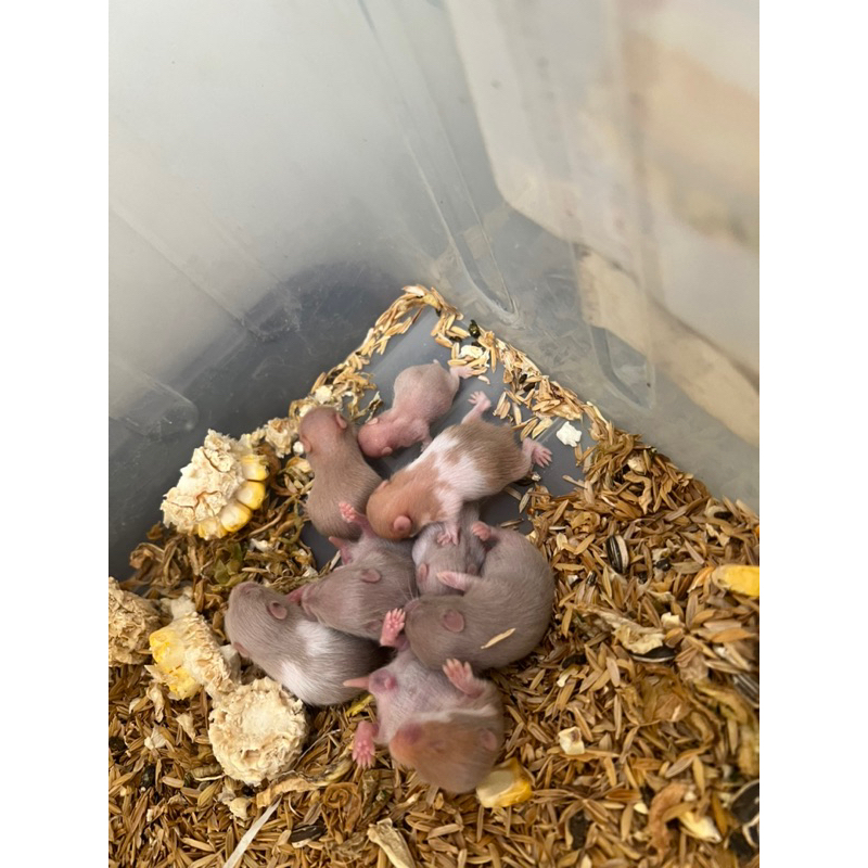 hamster/ hamster syrian /hamster lucu/ hamster jenis syrian