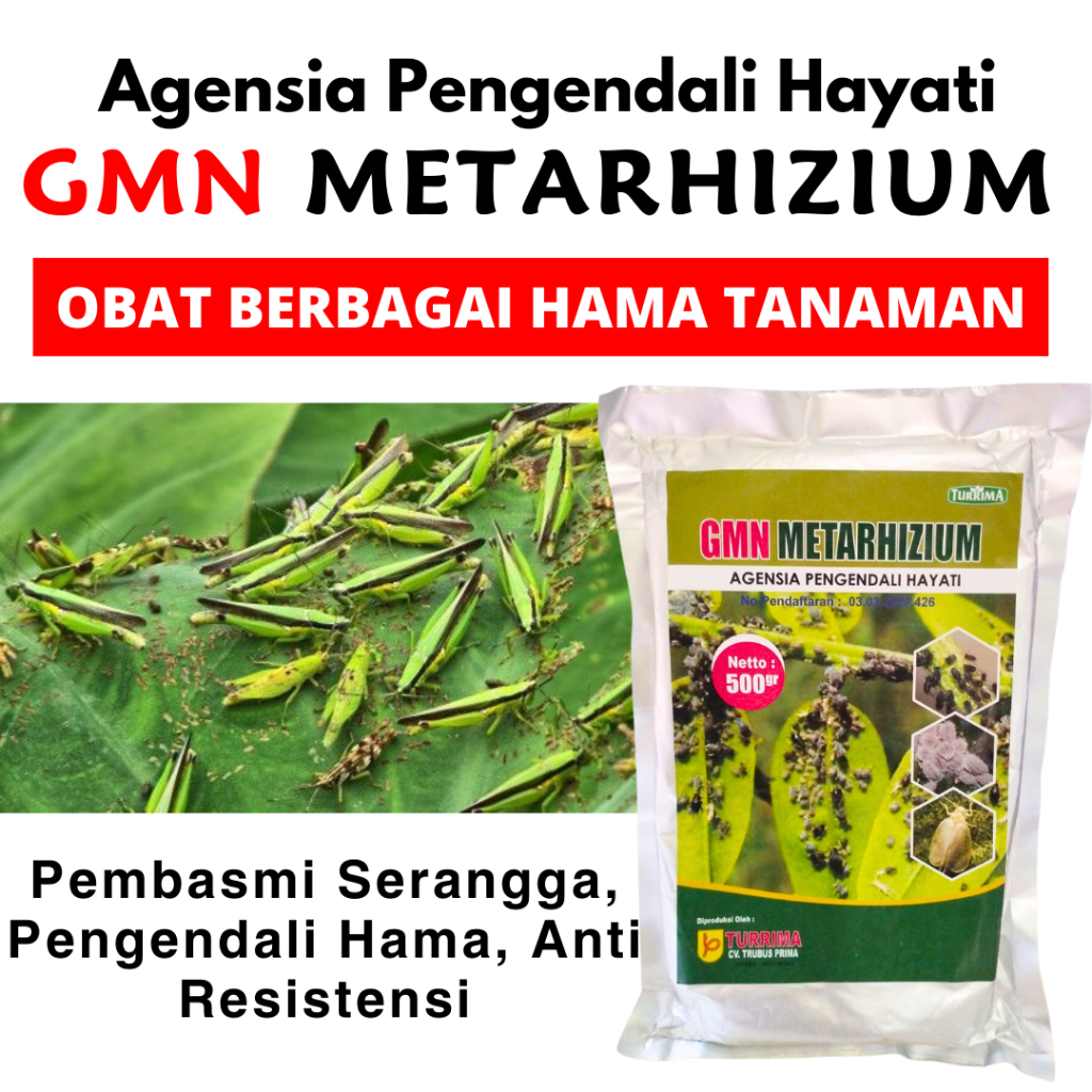 Metarhizium Obat Walang Sangit Tanaman Padi, Insektisida Penggerek Batang Padi