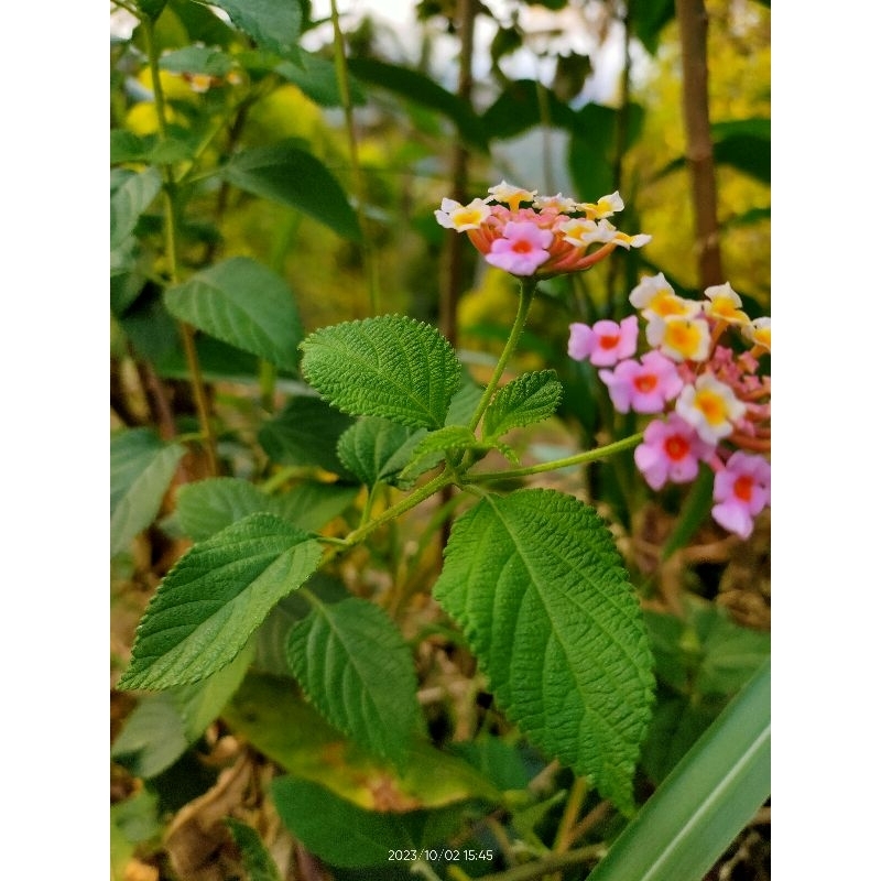 

daun lantana , tembelekan segar (1 kg)