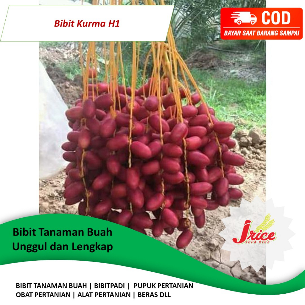 BIBIT KURMA H1 KURMA TROPIS CEPAT BERBUAH