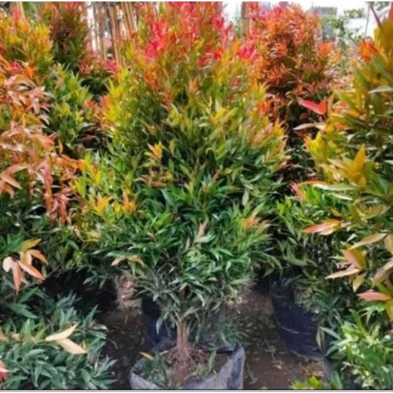 tanaman hias pucuk merah rimbun ukuran 1,5-2 meter