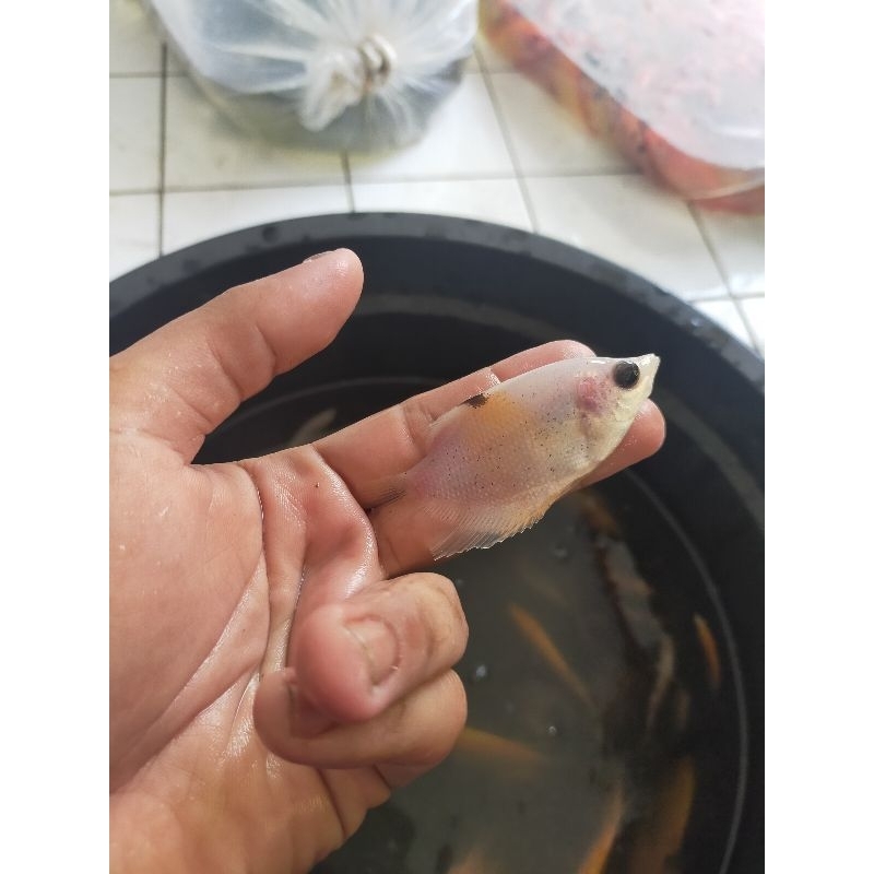 Bibit ikan gurame kapas ukuran silet warna blaster unik langka
