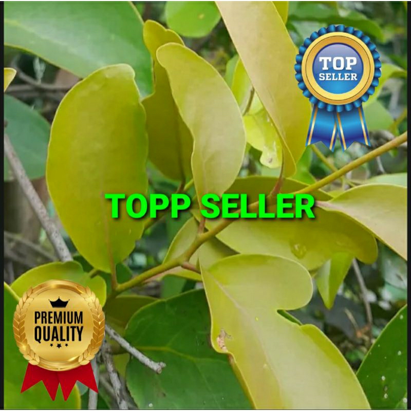

BENALU JERUK PURUT KERING HIJAU SUPER PREMIUM 1 KG