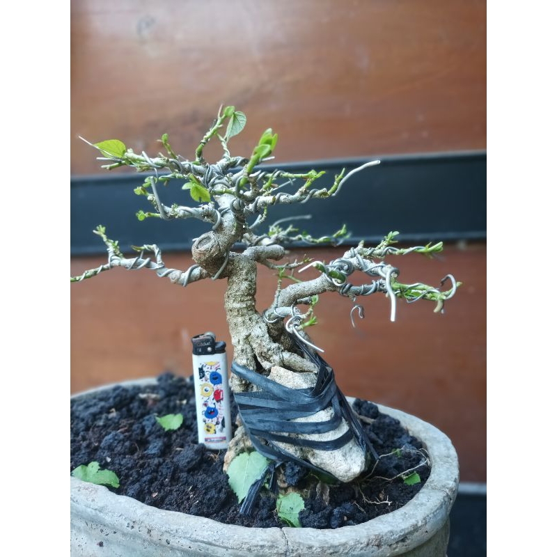 BONSAI WARU THAILAND TAIWAN SETENGAH JADI PROKRAM AKAR ON THE ROCK OTR MURAH MERIAH MURMER